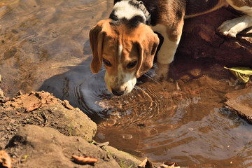 Dog drinks water Beagle