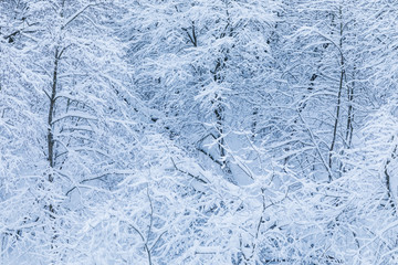 The white beautiful winter background of the branches of the trees in the forest or in the park under the snow and hoar