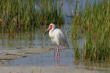 White Ibis, Eudocimus albus, on the tidal flats of Fort De Soto State Park, Florida.