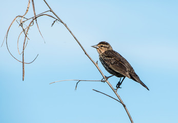 Savannah Sparrow