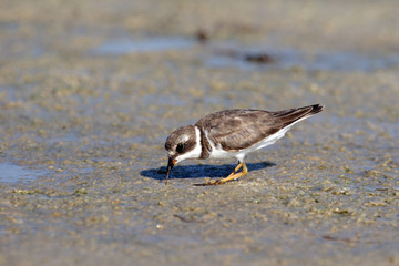 Semipalmated Plover, Charadrius semipalmatus, on the mud flats of Fort De Soto State Park, Florida.