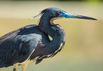 Tri-colored heron