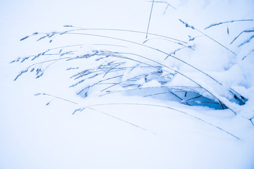 The minimalistic beautiful nature background of old grass or weed under the snow in the cold frost an cloudy day. The shot is made in a high key.