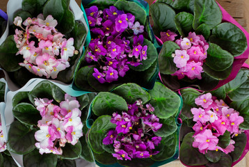 Many pots with Flowering Saintpaulias commonly known as African violet.