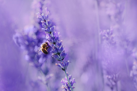 Beautiful bee pollinates lavender flower field, sunlight, purple tone, macro photo. Summer natural landscape with copy space