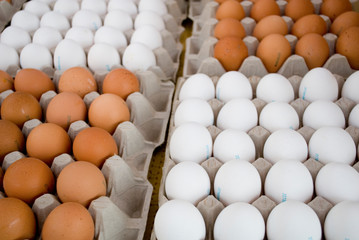 chicken fresh eggs, white and beige, on display in a local farmers market, in order in carton, ready to be sold, Milan, Italy
