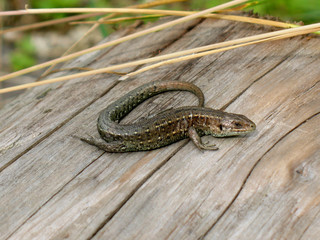 Sand lizard (Lacerta agilis)