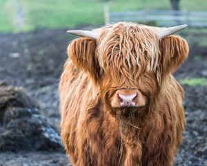 Schottische Hochlandrind