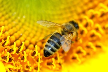 Biene auf Sonnenblume