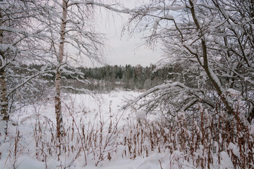 Trees covered with white snow on a cold winter day.
