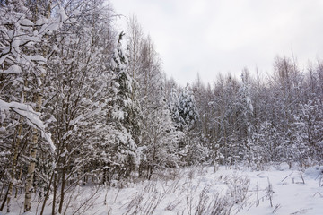 Trees covered with white snow on a cold winter day.