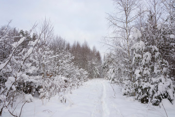 Trees covered with white snow on a cold winter day.