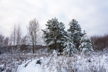Winter landscape with snow-covered trees on a frosty December day.