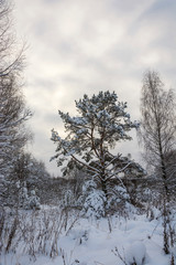 Winter landscape with snow-covered trees on a frosty December day.