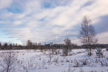 Winter landscape with snow-covered trees on a frosty December day.