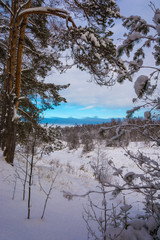 Winter landscape with snow-covered trees on a frosty December day.