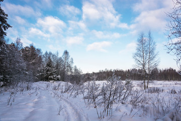 Winter landscape with snow-covered trees on a frosty December day.