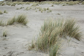 Dunes at the coast of the North Sea