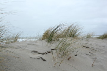 Dunes at the coast of the North Sea