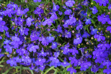 Lobelia erinus blue many flowers