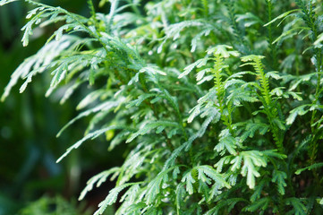 Selaginella green plant