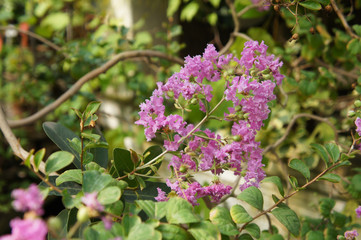 Obraz premium Crapemyrtle crape myrtle or lagerstroemia indica pink flowers