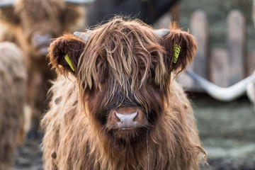 Schottisches Hochlandrind