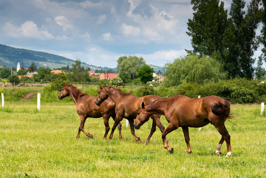 beautiful horses background