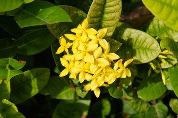 Ixora dwarf sunkist yellow flowers  with green foliage - obrazy, fototapety, plakaty