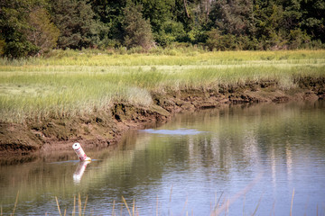 river next to meadow and forest with buoy