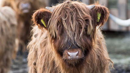 Schottisches Hochlandrind