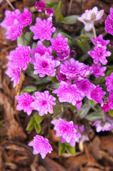 Hepatica nobilis rosea plena many pink flowers vertical