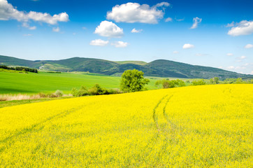 rape field background