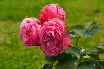 Pink roses leonardo da vinci in garden