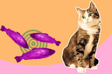 Cat and salmon collage, pop art concept design, vibrant minimal background.