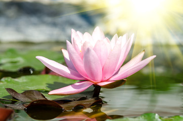 beautiful water lily