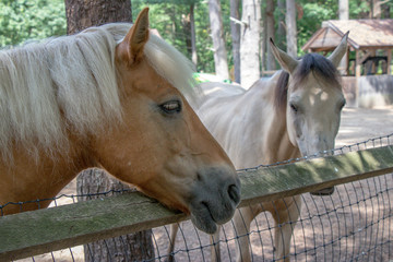 two horses behind a fence in the barn