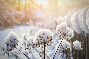 Winter landscape with dry plants near a village fence covered with snow