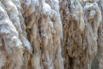 textures of white wool