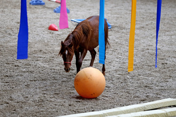 Young horses playing with balls in riding hall indoors