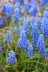 Blue muscari flowers with green vertical