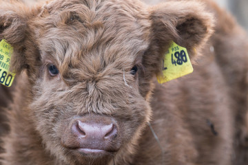 Schottisches Hochlandrind