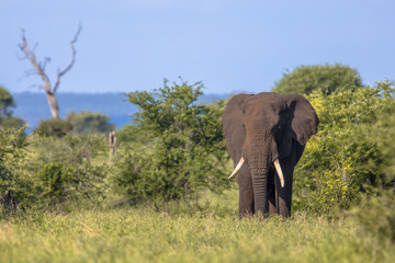 Fototapeta na wymiar African Elephant walking in bushveld