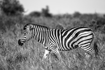 Fototapeta na wymiar Common Zebra in black and white