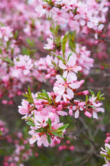 Prunus tenella fire hill dwarf russian almond pink flowers vertical