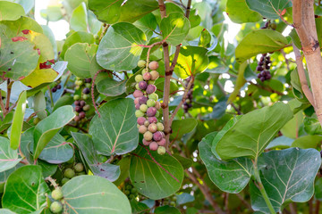 Sea grape leafs Coccoloba uvifera tree