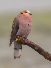 Red eyed Dove