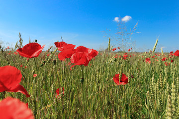 Fototapeta premium Summer field of poppies