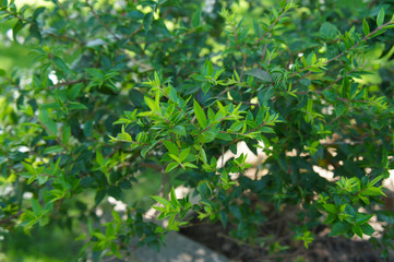Evergreen mirte or myrtle plant green foliage