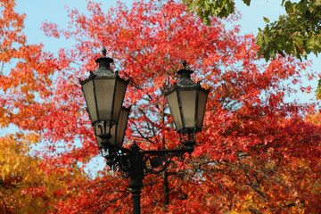 Antik Laterne Laub Herbst Ahorn 